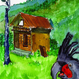 Black Parrot at Cottage