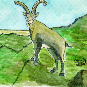 Mountain Goat