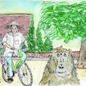 Monkey and a Bike